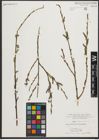 Foto von Salix purpurea L.